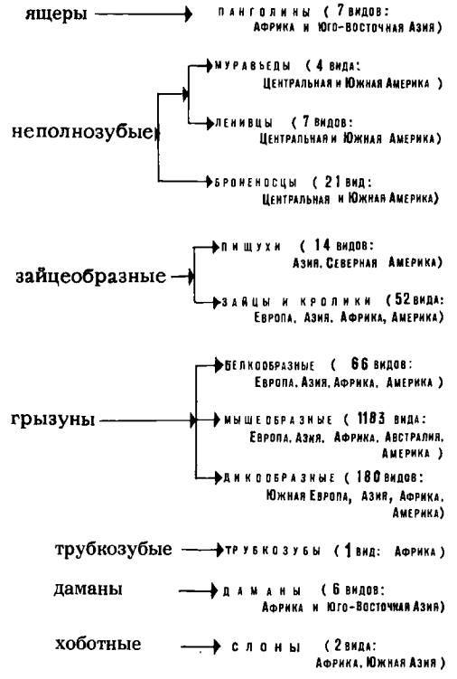 Рукокрылые, приматы, неполнозубые, панголины, зайцеобразные, грызуны, китообразные, ластоногие, трубкозубые, даманы, сирены и хоботные i_350.jpg