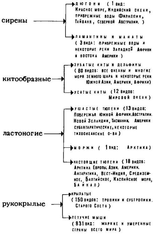 Рукокрылые, приматы, неполнозубые, панголины, зайцеобразные, грызуны, китообразные, ластоногие, трубкозубые, даманы, сирены и хоботные i_351.jpg