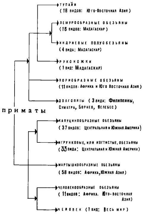 Рукокрылые, приматы, неполнозубые, панголины, зайцеобразные, грызуны, китообразные, ластоногие, трубкозубые, даманы, сирены и хоботные i_352.jpg