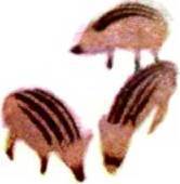 Клоачные, сумчатые, насекомоядные, шерстокрылые, хищные, непарнокопытные и парнокопытные i_138.jpg