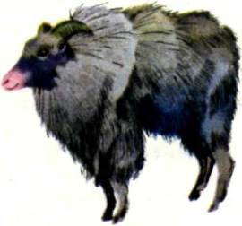 Клоачные, сумчатые, насекомоядные, шерстокрылые, хищные, непарнокопытные и парнокопытные i_394.jpg