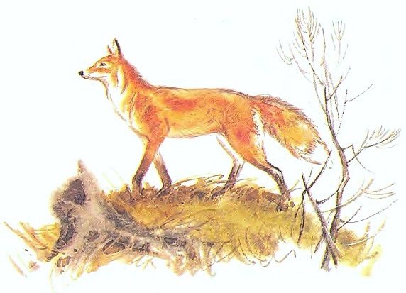 Чем кролик на зайца не похож (с илл.) _20.jpg