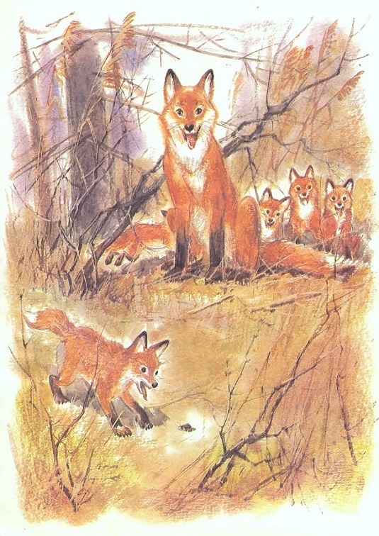 Чем кролик на зайца не похож (с илл.) _21.jpg