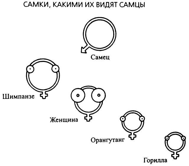 Третий шимпанзе _5.jpg