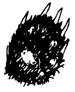 Суп из акульего плавника i_045.png