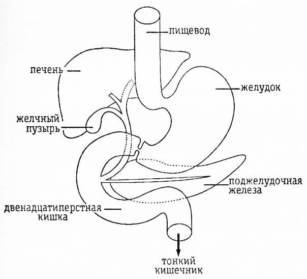 Раздельное питание. Новый подход к диете и здоровому питанию img9193.jpg