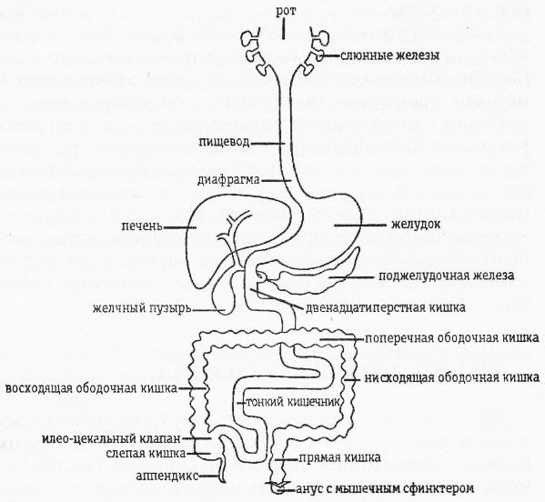 Раздельное питание. Новый подход к диете и здоровому питанию img6B75.jpg