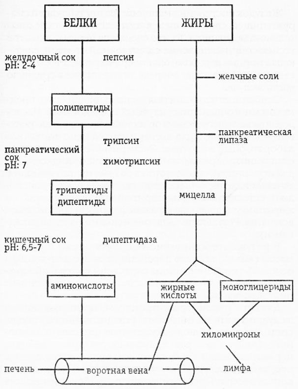 Раздельное питание. Новый подход к диете и здоровому питанию img4C3B.jpg