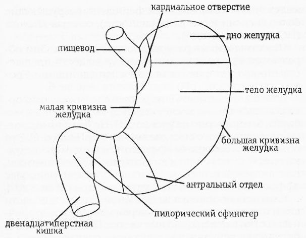 Раздельное питание. Новый подход к диете и здоровому питанию img8438.jpg
