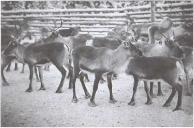Зимняя война 1939-1940 гг i_015.jpg