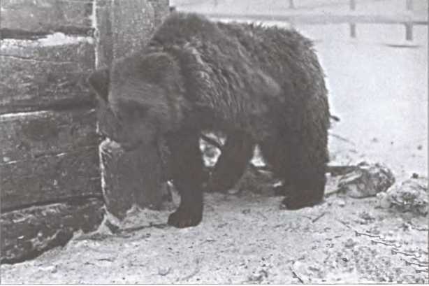 Зимняя война 1939-1940 гг i_016.jpg