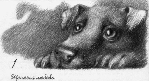 Пес по имени Бу i_003.jpg