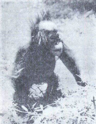 Орангутан or02.jpg