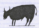 Кок'н'булл _1.jpg