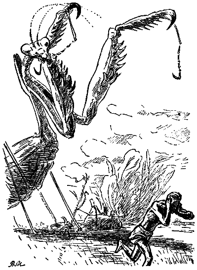 В стране дремучих трав i_19.png