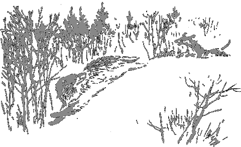 Рассказы о животных i_002.png