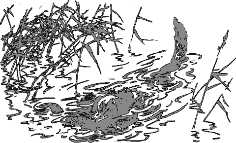 Рассказы о животных i_016.png