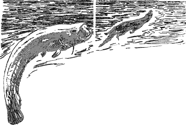 Рассказы о животных i_022.png