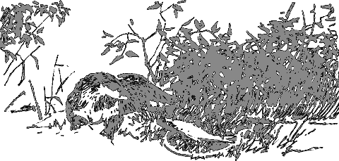 Рассказы о животных i_024.png