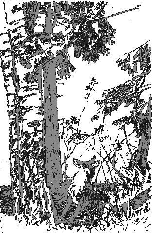 Рассказы о животных i_030.png