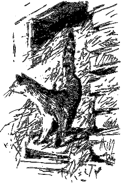 Рассказы о животных i_039.png