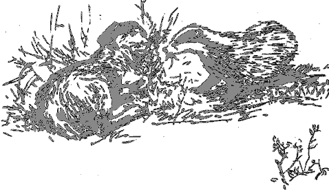 Рассказы о животных i_010.png