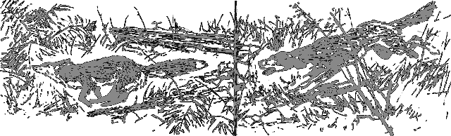 Рассказы о животных i_011.png