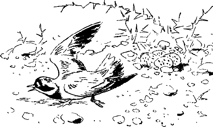 Хозяин небесных гор i_019.png