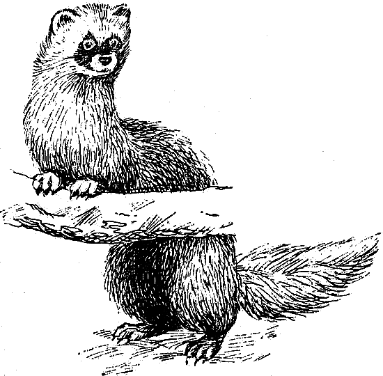 Звери у себя дома i_043.png