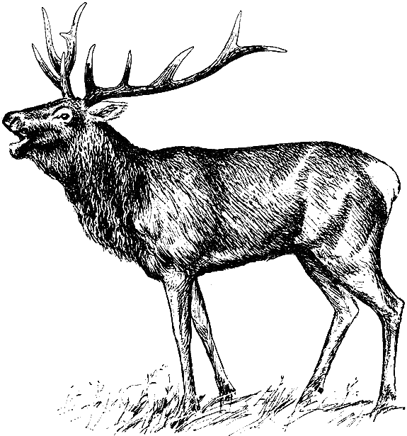 Звери у себя дома i_056.png