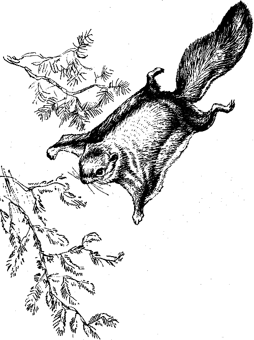 Звери у себя дома i_078.png