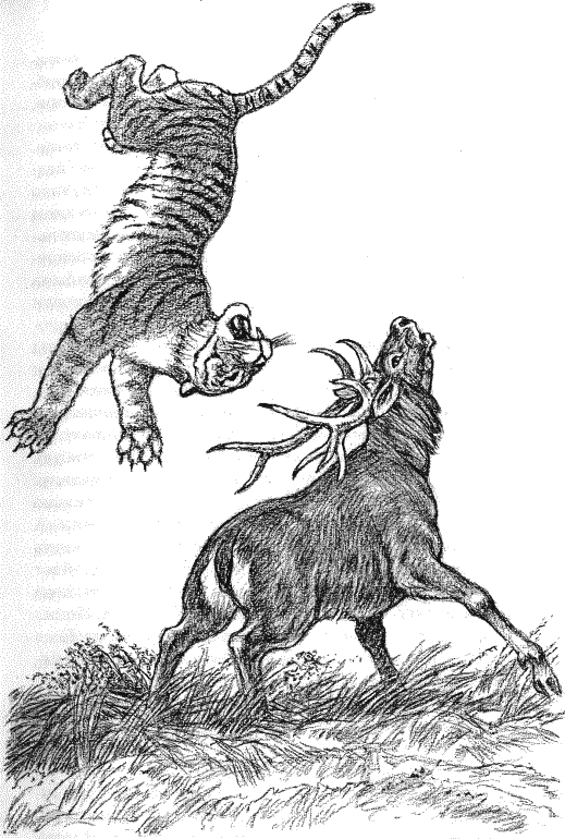 Встречи с амурским тигром i_009.png