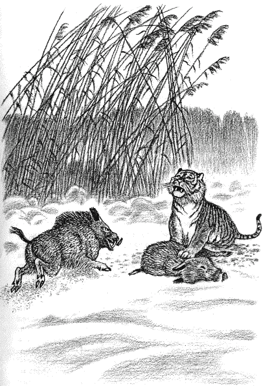 Встречи с амурским тигром i_013.png