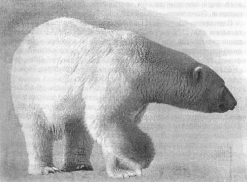 Рассказы о животных i_004.jpg