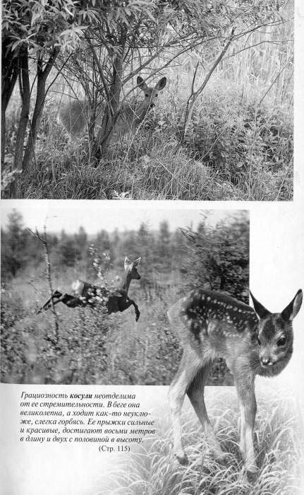 Рассказы о животных i_049.jpg