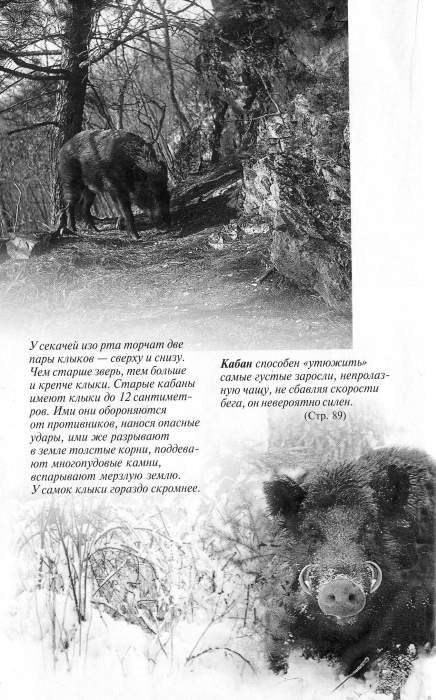 Рассказы о животных i_050.jpg
