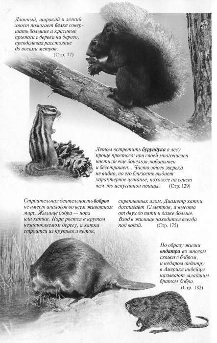 Рассказы о животных i_054.jpg