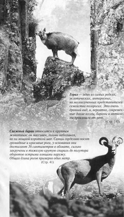 Рассказы о животных i_055.jpg