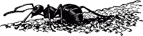 Муравей-путешественник _06.png