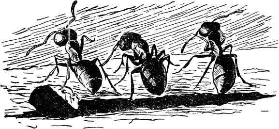 Муравей-путешественник _82.png