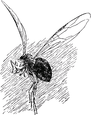 Муравей-путешественник _36.png