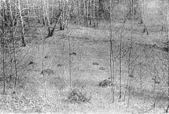 Маленькие труженики гор i_014.jpg