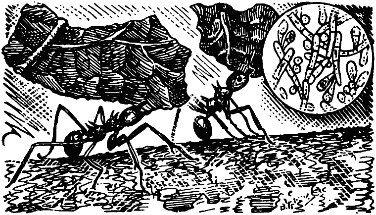 Чем питаются насекомые i_012.png