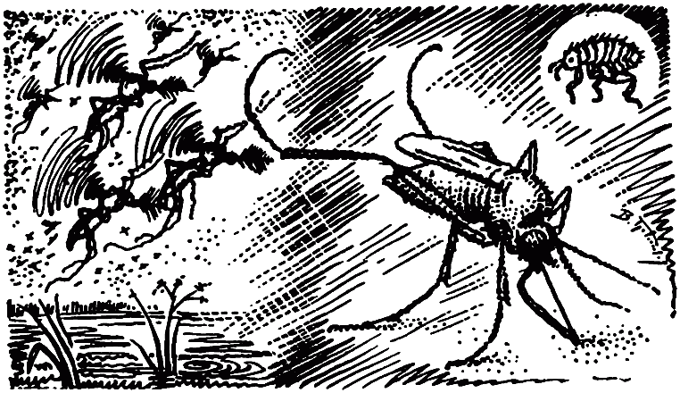 Чем питаются насекомые i_021.png