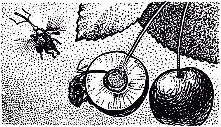 Чем питаются насекомые i_005.png