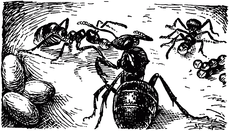 Чем питаются насекомые i_027.png