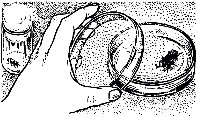 Чем питаются насекомые i_030.png
