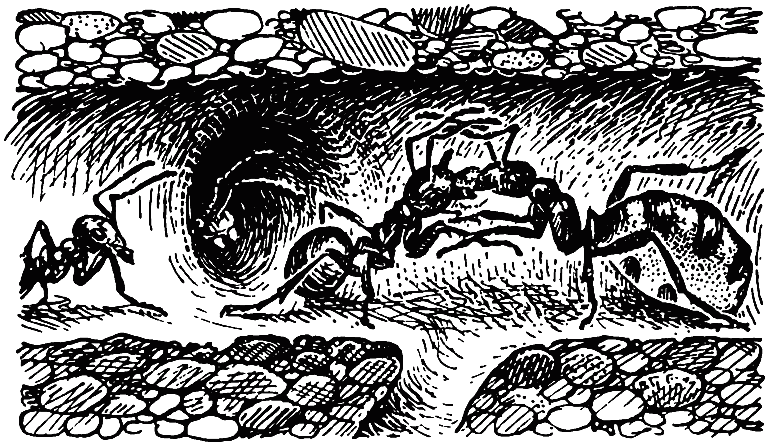 Чем питаются насекомые i_031.png
