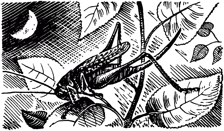 Чем питаются насекомые i_033.png