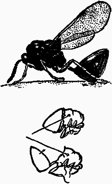 Тайны мира насекомых i_094.png